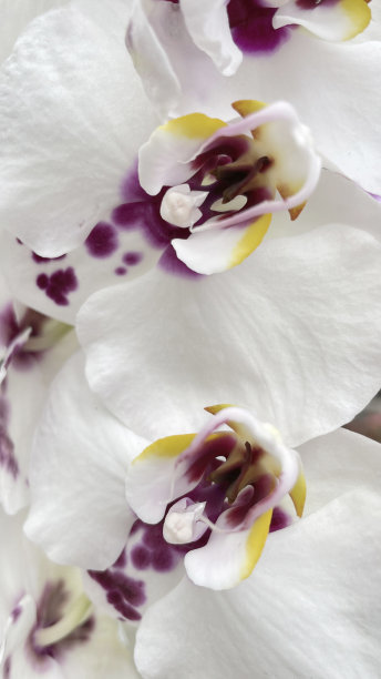 优美的优雅。兰花的花。特写镜头。图片下载