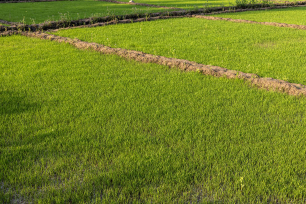水稻在作物生长的早期阶段图片下载