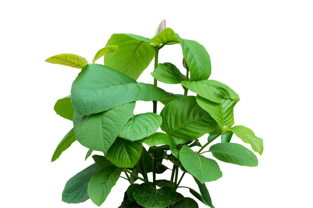 热带自然灌木植物孤立在白色背景与复制空间和剪辑路径。图片下载