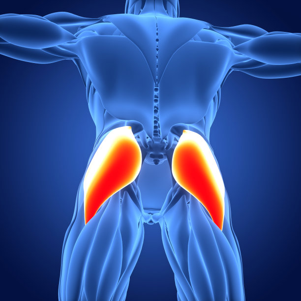 人体肌肉系统，腿部肌肉，臀大肌肌肉解剖学图片下载