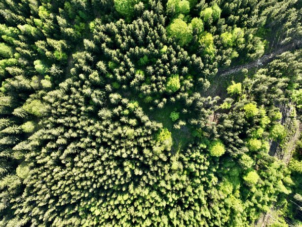 空气中的自由，中欧森林的美景图片下载