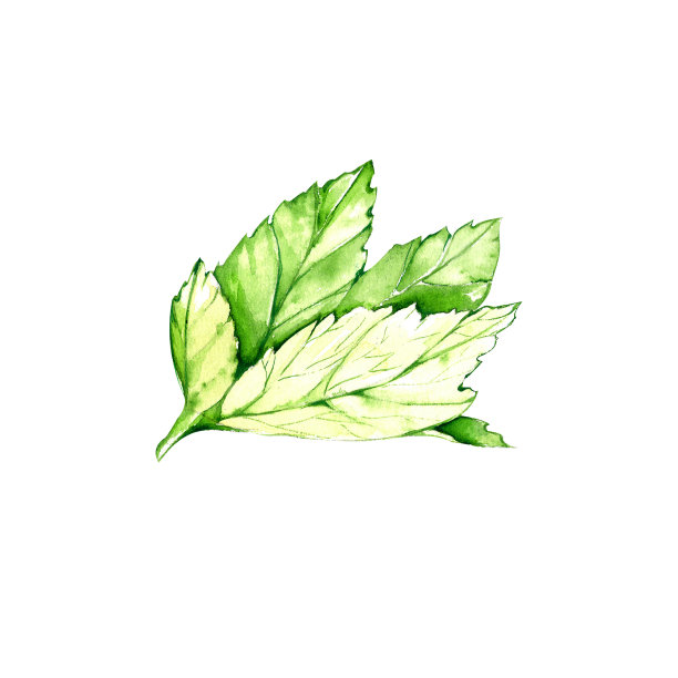 一组水彩元素。多汁的覆盆子和叶子。为明信片和设计多汁的黑加仑子，果酱。水彩画的浆果集合。为设计和明信片，邀请，海报，菜单。图片下载