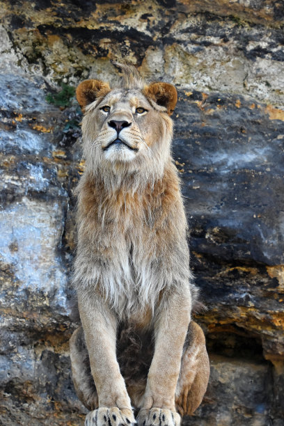 靠岩石坐的狮子图片下载