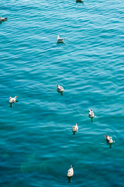 海鸥在海中游泳的高视角图片下载