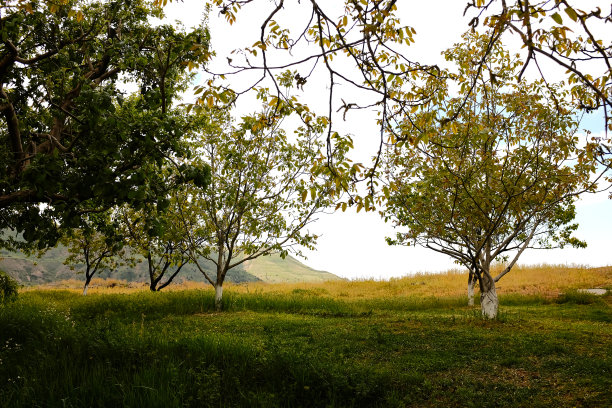山景背景，春天花园里的果树图片下载