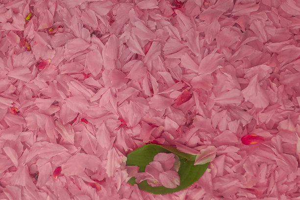 春花的花瓣。粉红色树叶背景图片下载