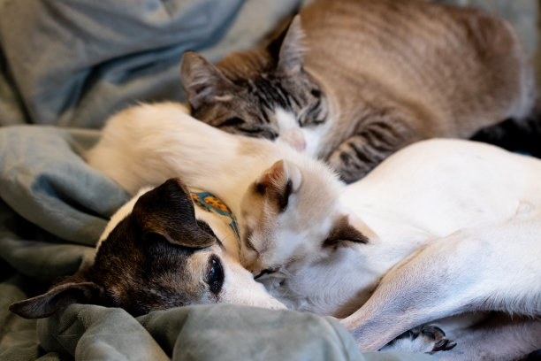 宠物午睡图片下载