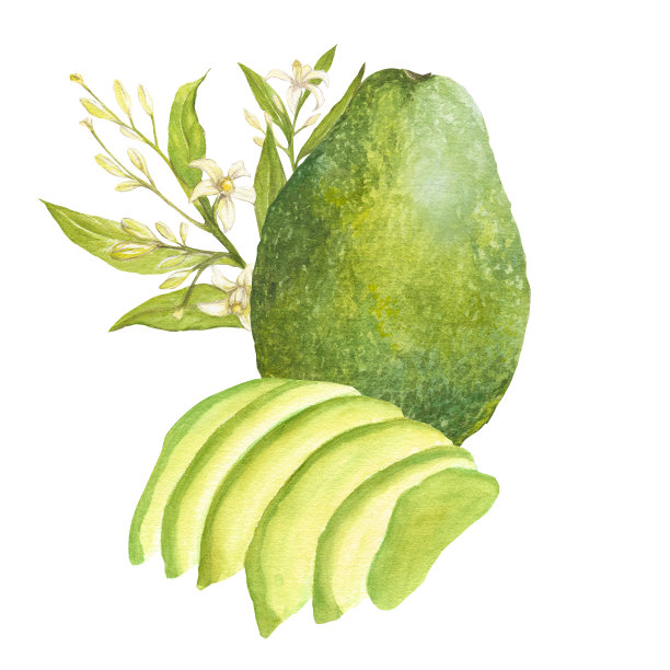 水彩植物插图的牛油果和切割牛油果和花，孤立的图片下载