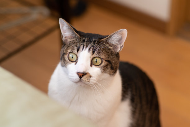 盯着猫图片下载