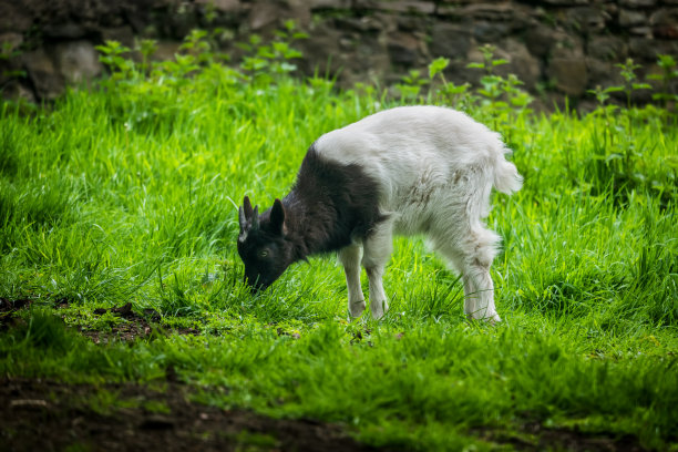 草地上的羊圈图片下载