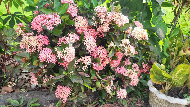 Saraca籼图片下载