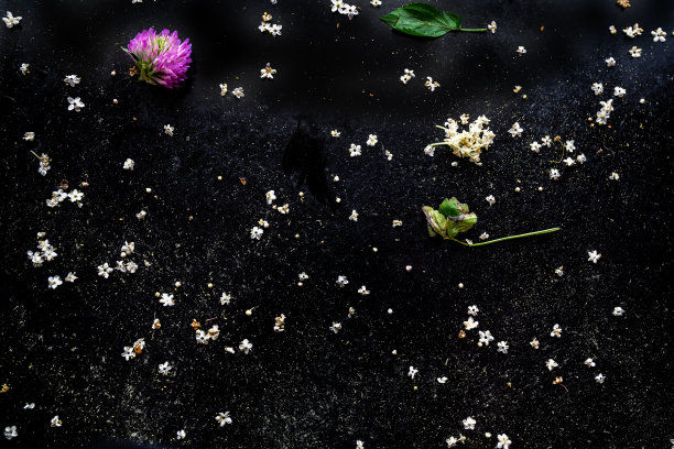 抽象的背景从小接骨木花和三叶草在黑色。图片下载