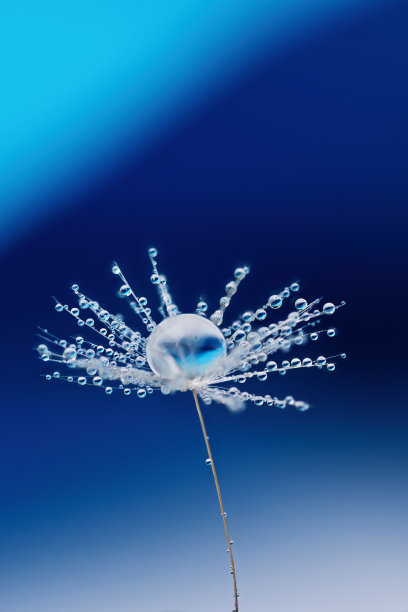 蒲公英种子与露水水滴在蓝色的背景。图片下载