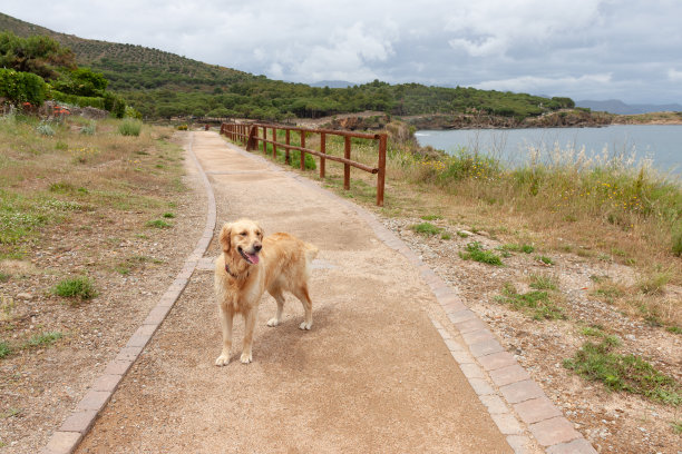 沿着海岸小路散步的狗图片下载