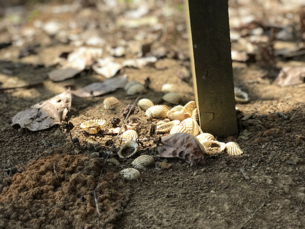 干地上的蛤蜊很美。蛤蜊颜色洁白美丽。自然背景图片下载