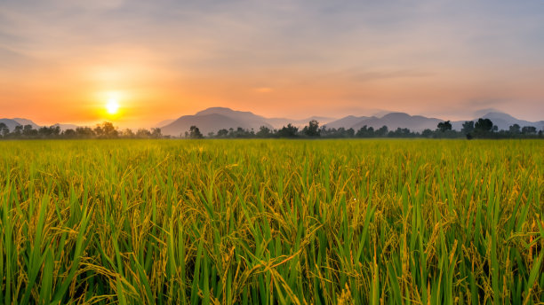 稻田里美丽的日出图片下载