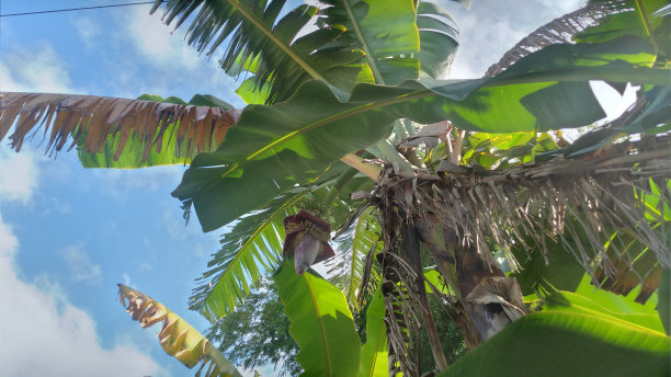 香蕉树和香蕉束图片下载