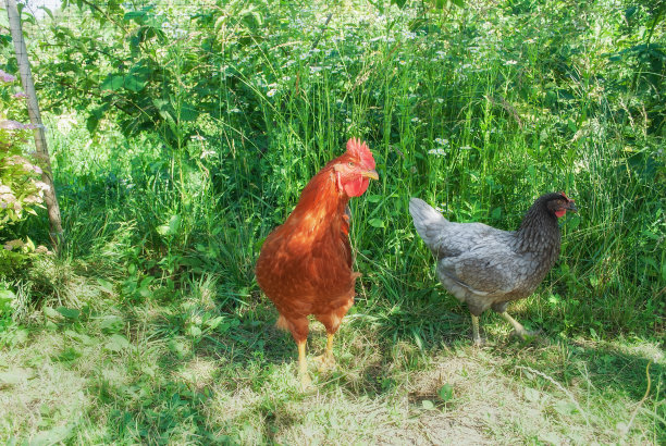 年轻的棕色公鸡和灰色的CZ母鸡站在夏日阳光下的花园里图片下载