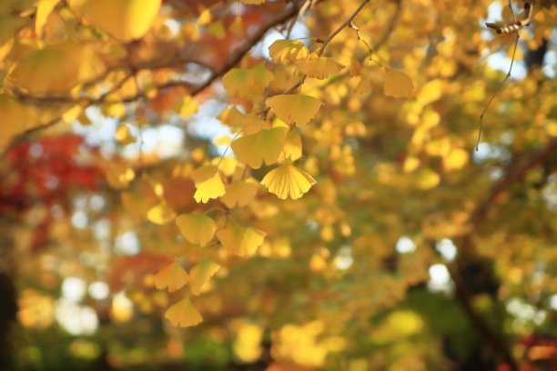 秋天的银杏叶图片下载