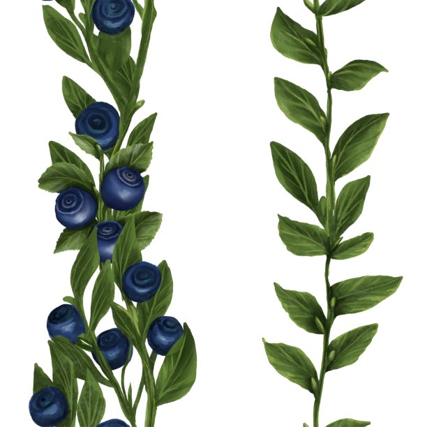 越橘无缝边框垂直图片下载