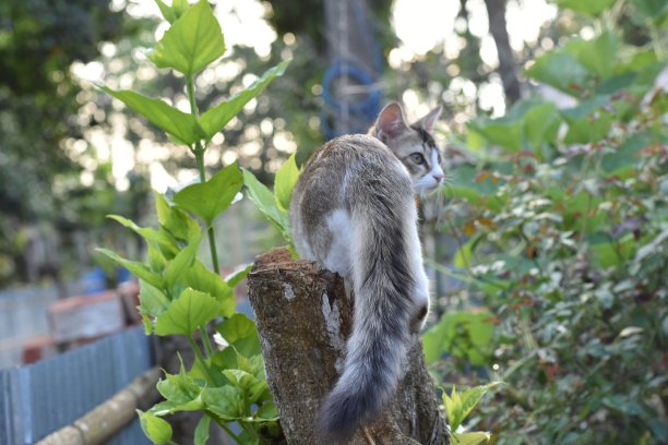 一只猫坐在一株植物上，尾巴很漂亮。图片下载