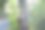 一只猫坐在一株植物上，尾巴很漂亮。图片下载