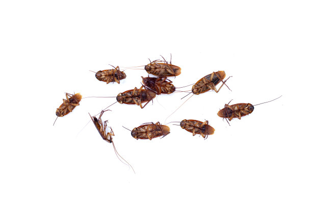 白色背景上的一组死蟑螂图片下载