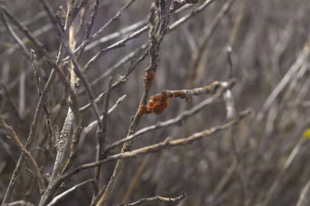 沙漠分支图片下载