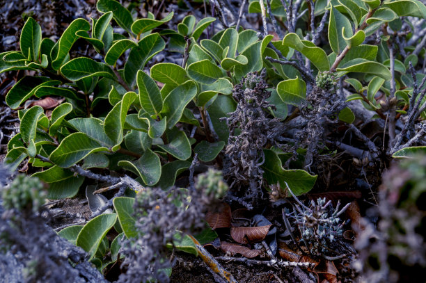 沙漠灌木丛图片下载