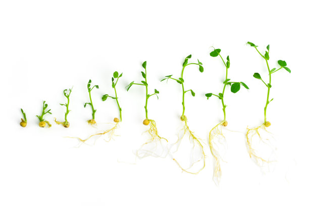 白色背景上的豌豆嫩芽。不同生长阶段的豌豆幼芽。超级食品，健康饮食理念图片下载