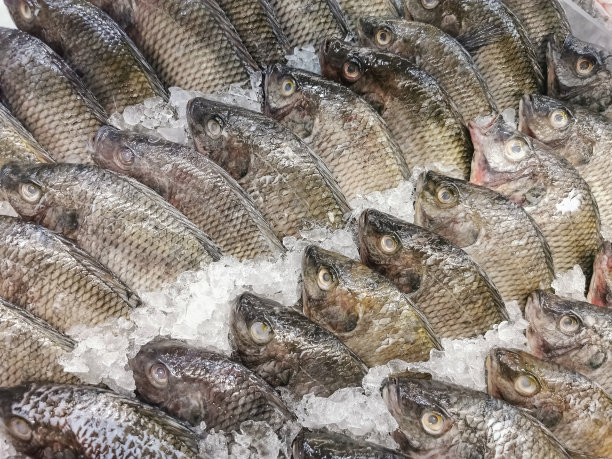 超市鱼贩出售的几条被碎冰包围的整条新鲜鱼的详细视图，商业食品摄影图片下载