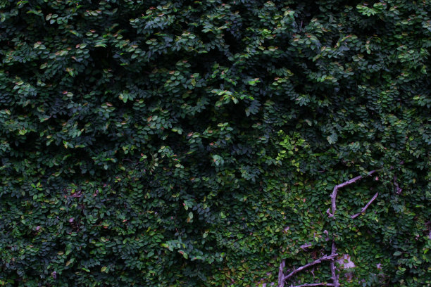 Kotagede，日惹，印度尼西亚:绿叶背景图片下载