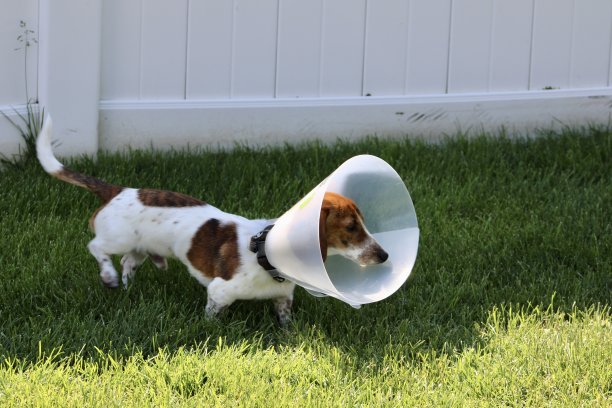 戴着圆锥体的腊肠犬图片下载