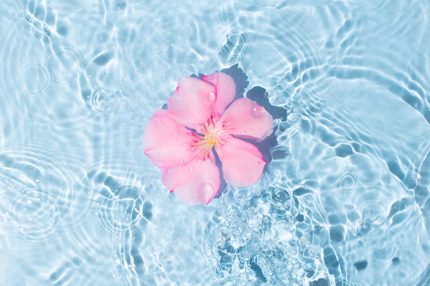 花漂浮在清澈透明的波纹水中。夏季盛开的花型。清晰明亮的蓝色背景。图片下载