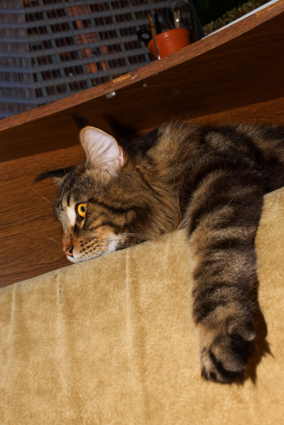 有趣的缅因浣熊猫正在家里休息图片下载