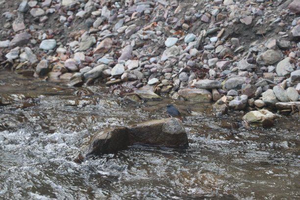 森林里的岩石和河流。自然背景。自然成分。图片下载