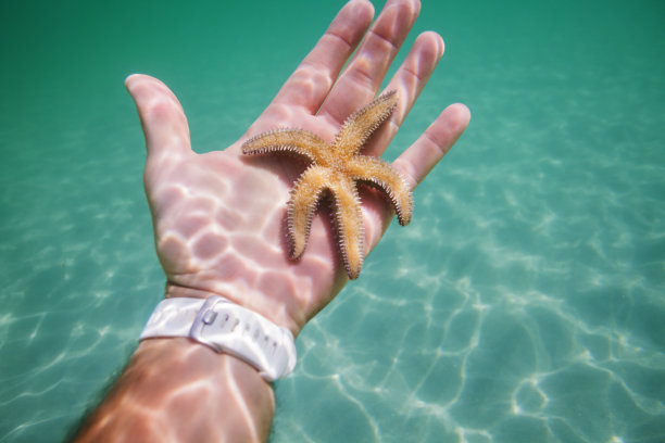 一只手的水下图像显示海星在海洋中图片下载