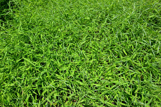 天然草纹理背景图片下载