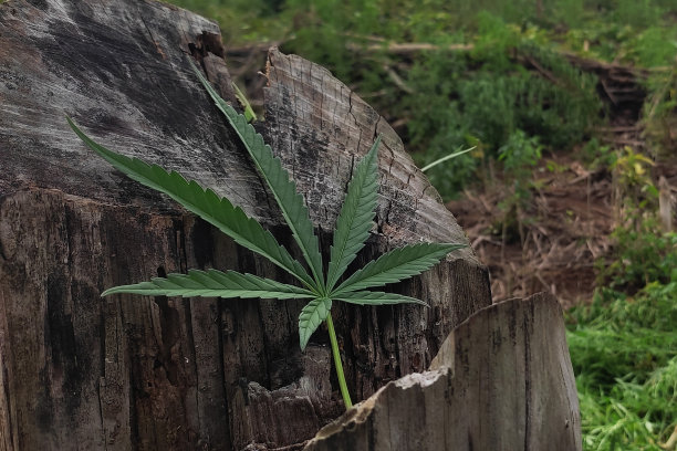 高品质大麻图片下载