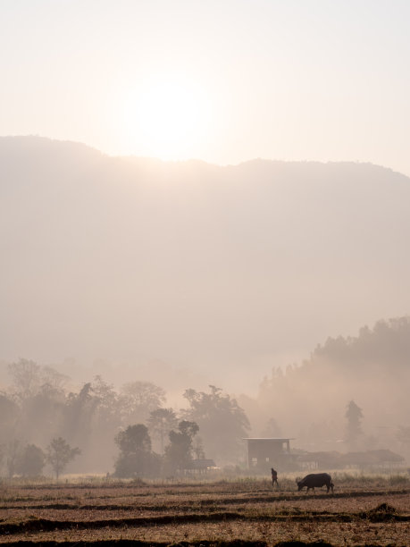 水牛城在散步，农夫在稻田里图片下载