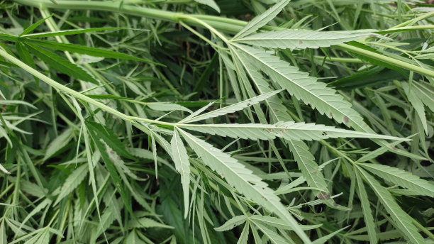 高品质大麻图片下载