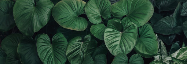 抽象绿叶纹理背景，热带植物图片下载