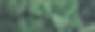 抽象绿叶纹理背景，热带植物图片下载
