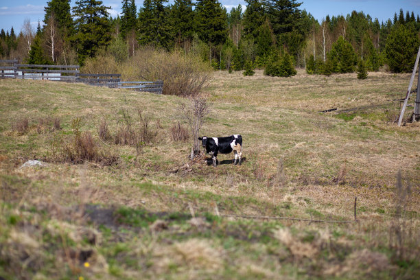 牛吃草坪上或田野里新鲜的绿草。图片下载