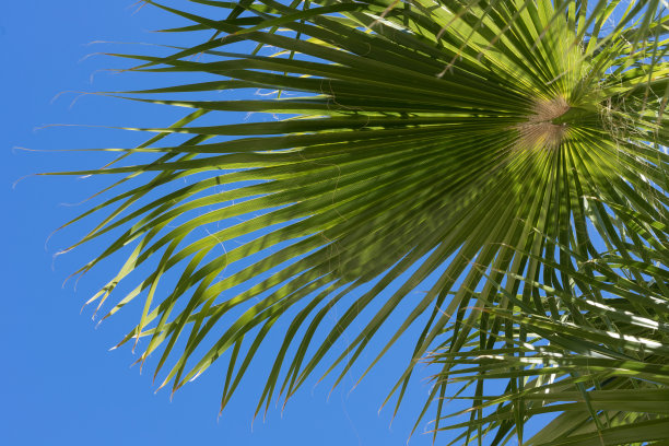 郁郁葱葱的绿色棕榈叶和蓝天植物特写图片下载