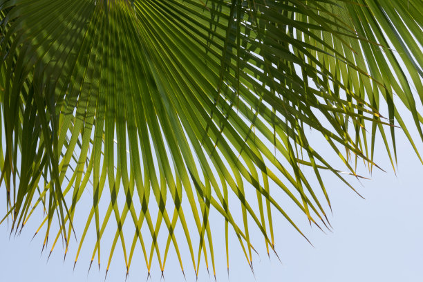 郁郁葱葱的绿色棕榈叶和浅蓝色的天空植物特写图片下载