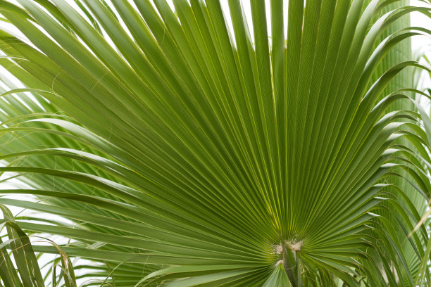 绿色棕榈叶纹理植物特写图片下载