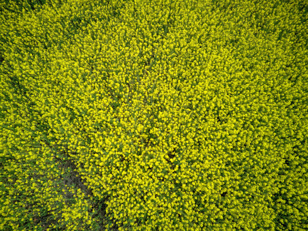 油菜籽地种有开花油菜籽的田地图片下载