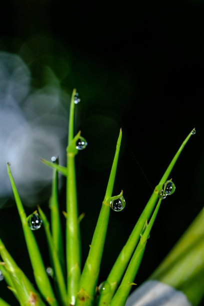 露珠落在竹子顶上的照片图片下载