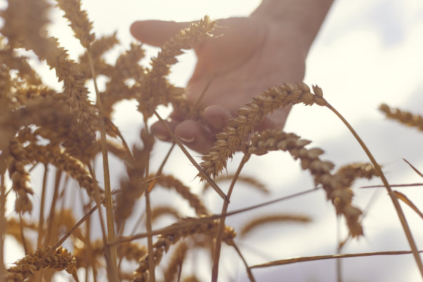 手摸着麦田里的小麦图片下载